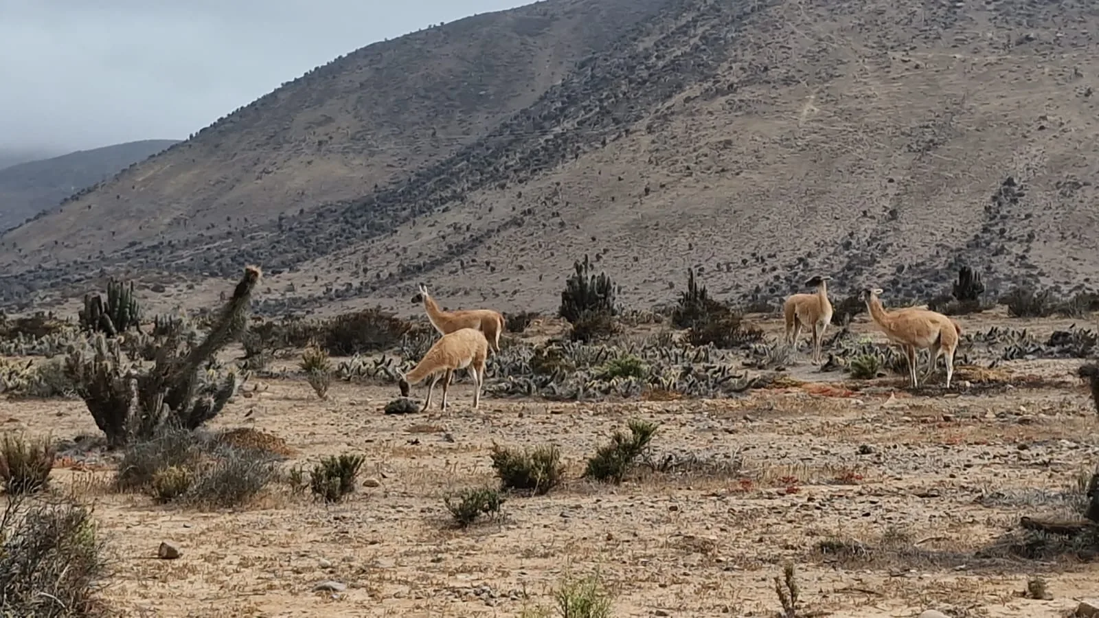 Guanacos en el paisaje semiárido
