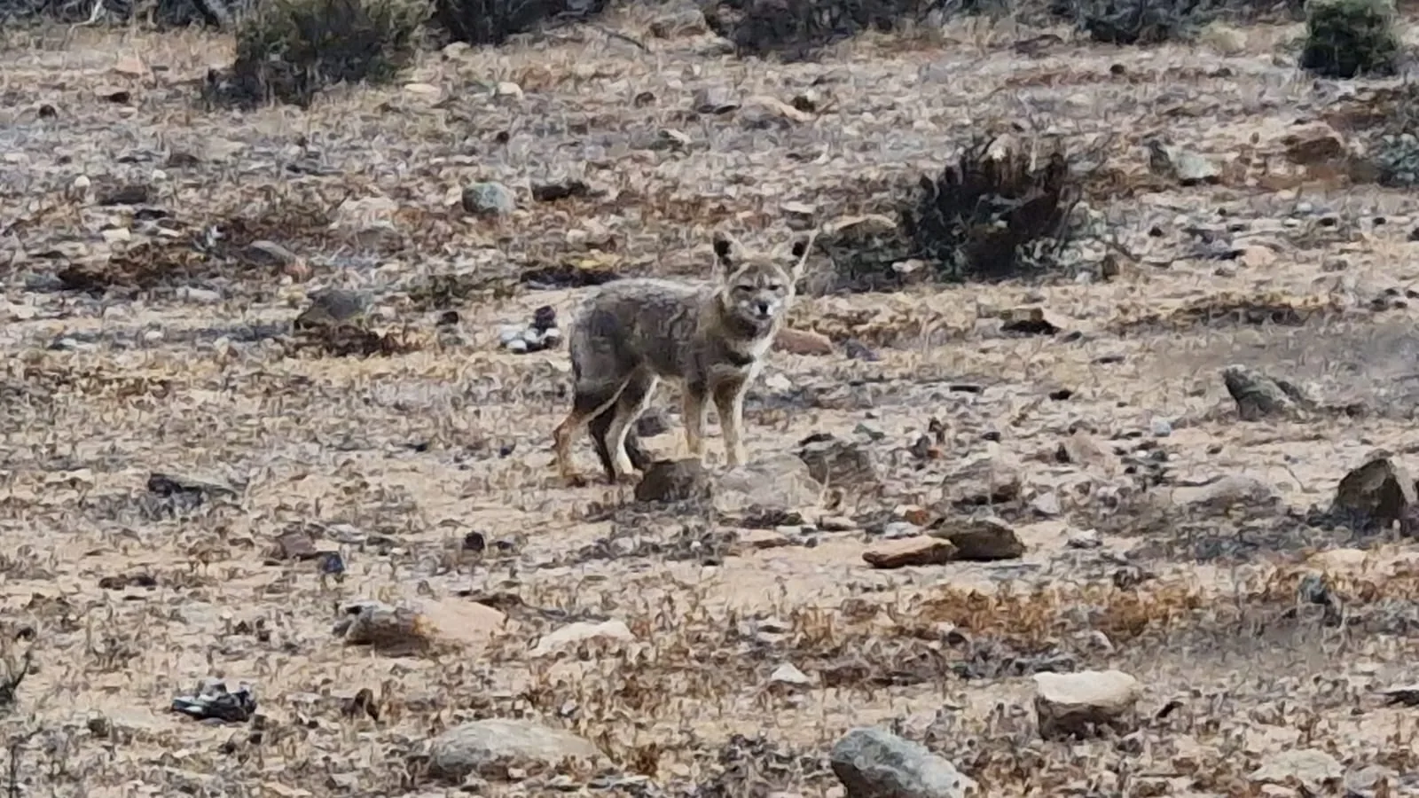 Zorro silvestre en el paisaje de Coquimbo