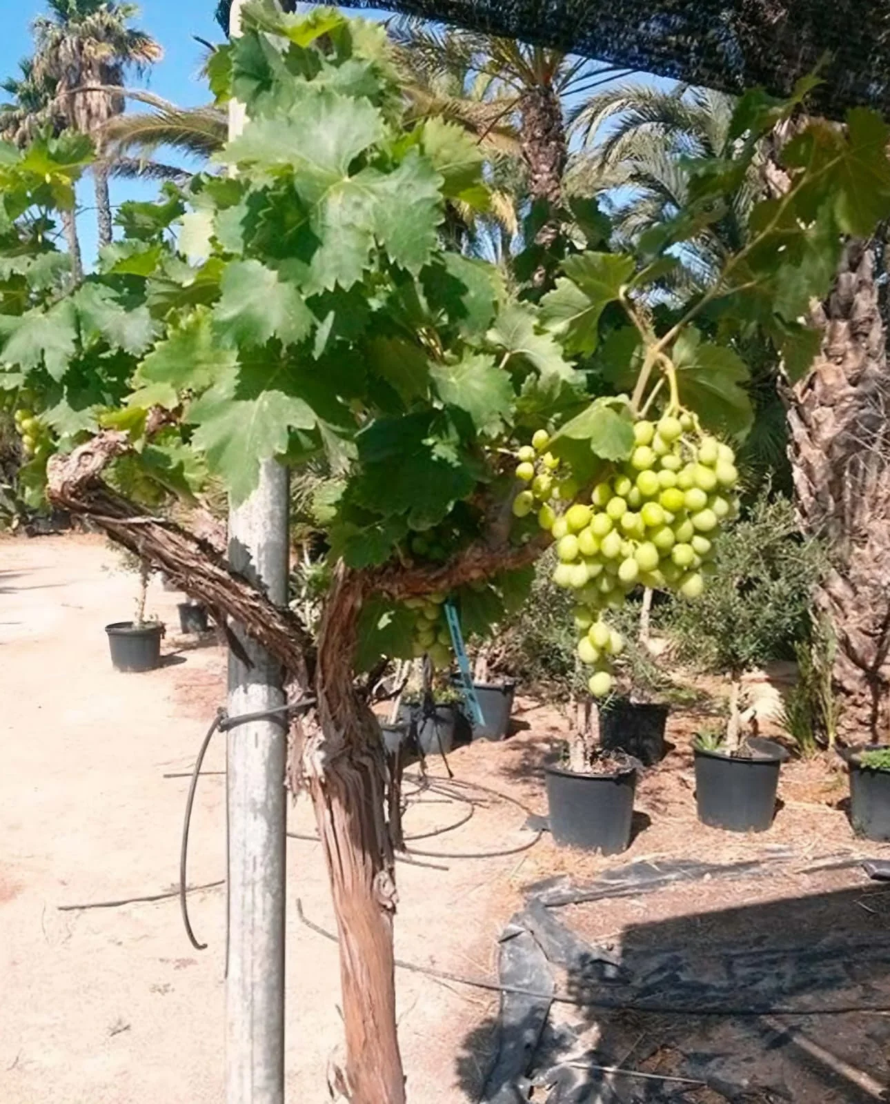 Viñedo y paisaje productivo del Valle del Elqui